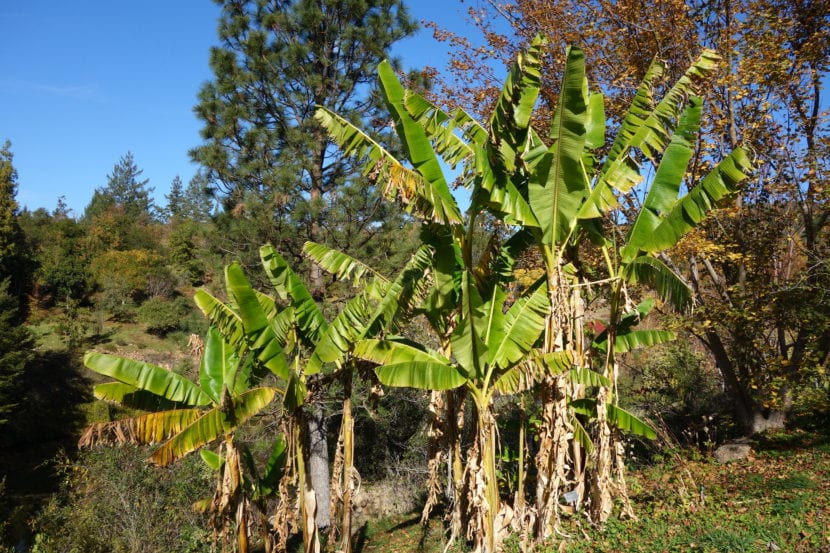 Musa sikkimensis