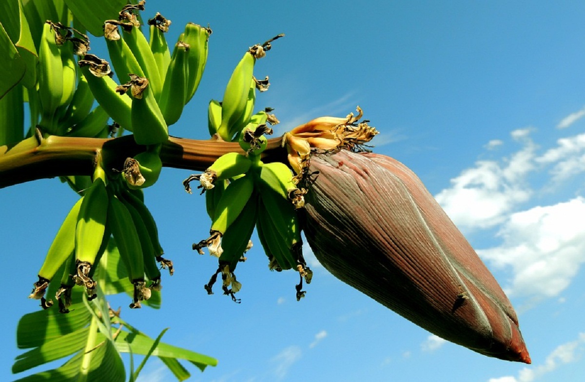 fruto que da el arbol llamado banano o Musa paradisiaca