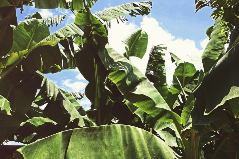 Hojas de Musa paradisiaca vistas a contraluz