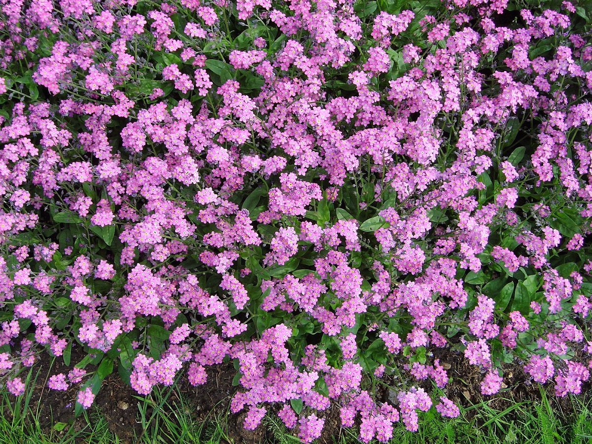 flores de la planta Myosotis sylvatica de color rosa