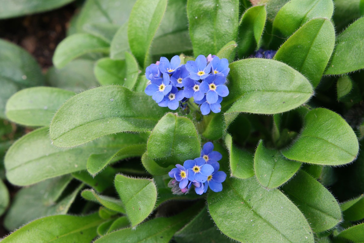 flores pequenas y moradas de la planta Myosotis sylvatica