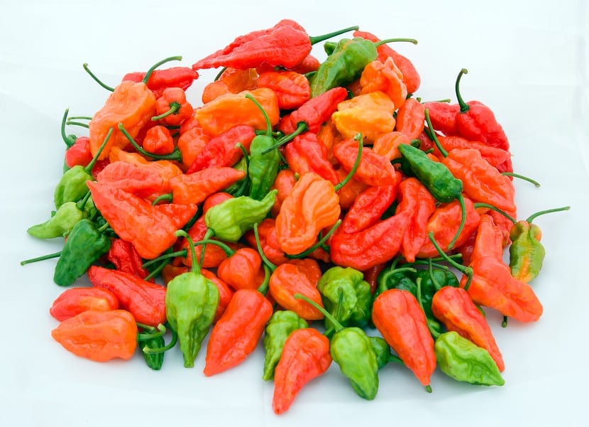 Características de Naga jolokia