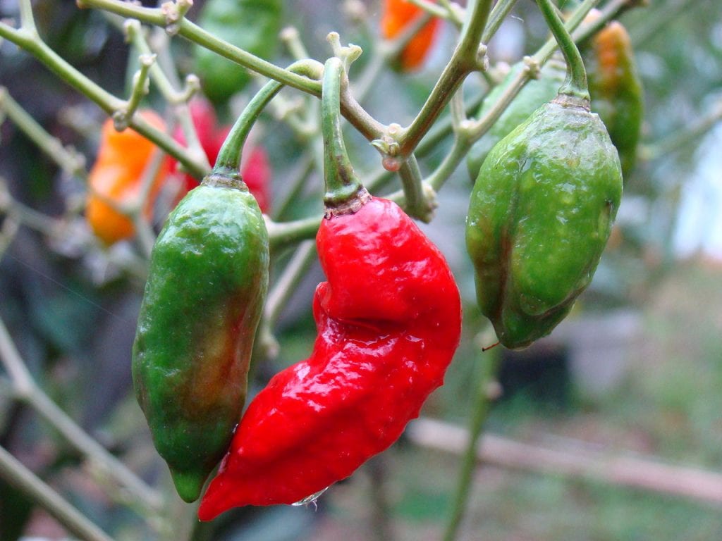 Guindilla fantasma