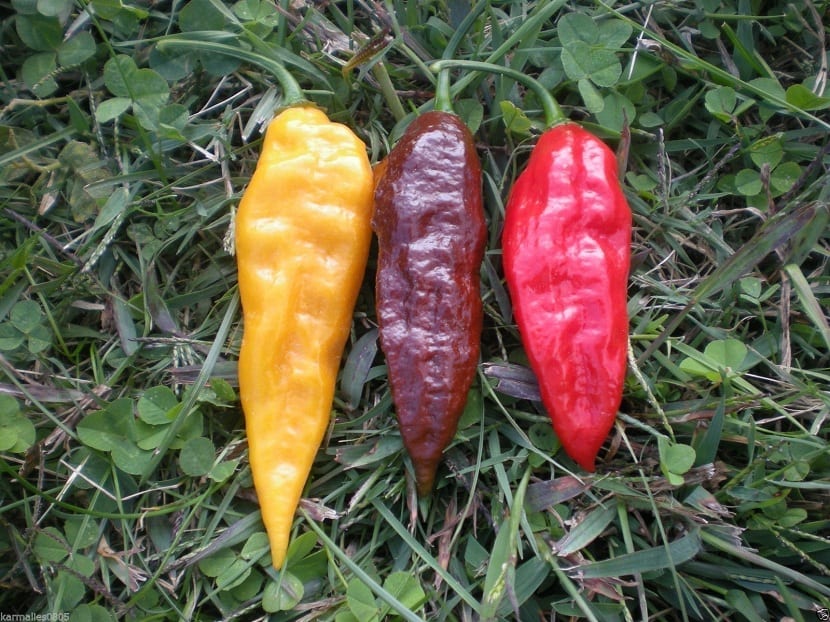 Variedades de Naga jolokia