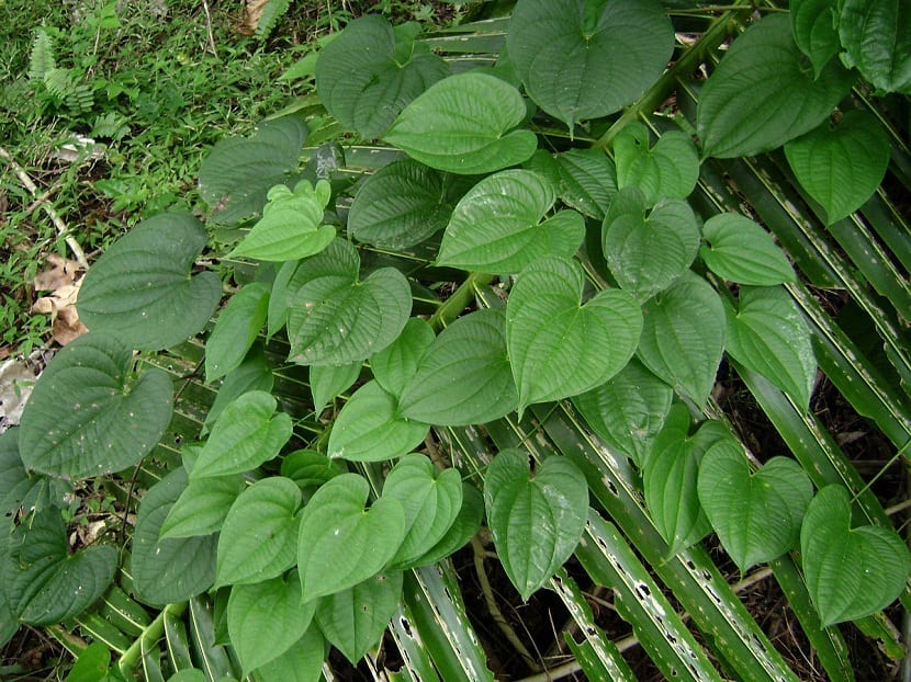 hojas de la planta name de agua o dioscorea alata