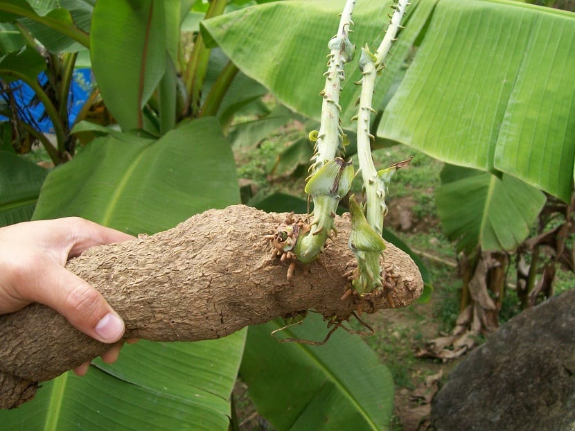 una planta llamada name parecida a una patata