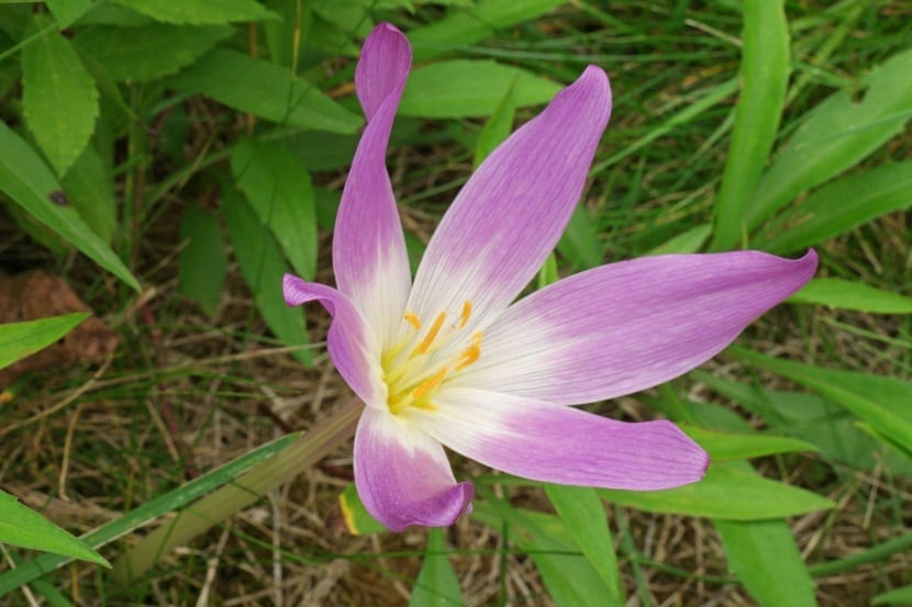flor de la planta Colchicum de cerca y de un color muy vivo