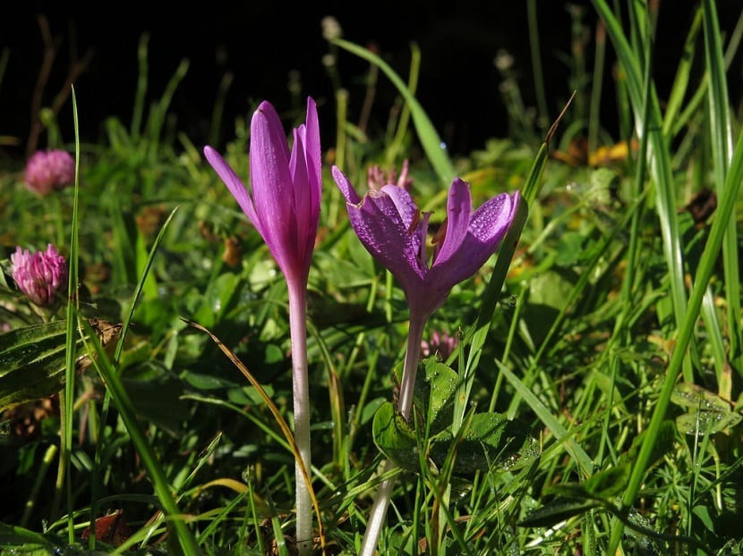 imagen de dos flores silvestes llamadas Colchicum con el rocio de la mañana en sus petalos
