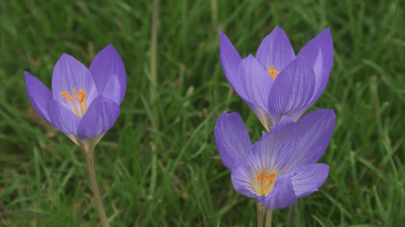 tres flores de la Colchicum semicerradas y de un color morado