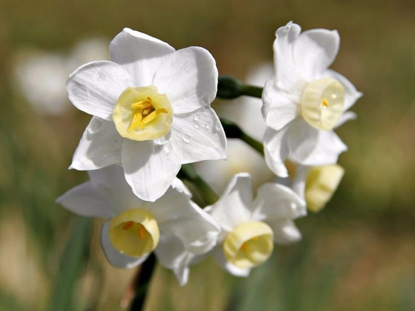 bulbos de planta llamada junquillo blanco