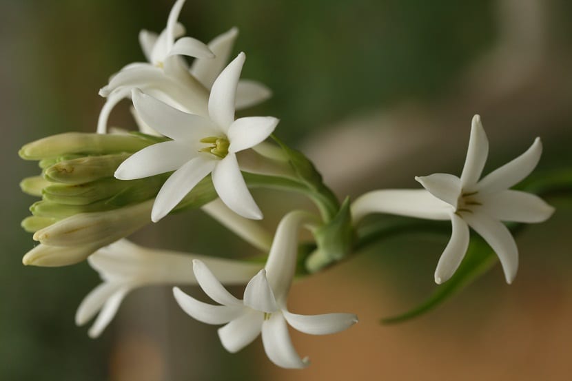 Este es un genero de plantas que se compone de unas 13 especies que son endemicas