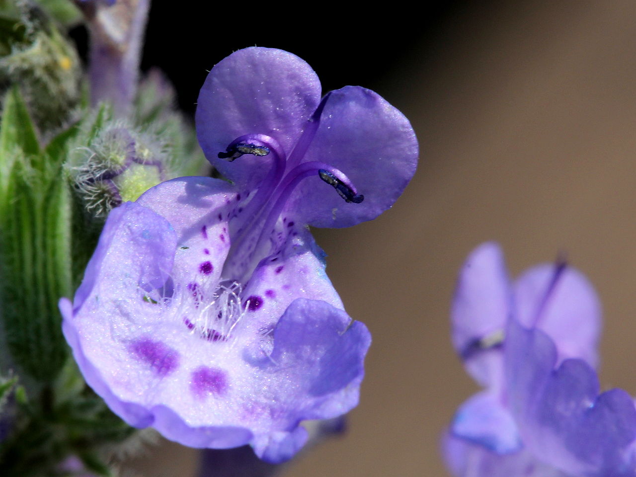 Las flores de la Nepeta cataria son lilas