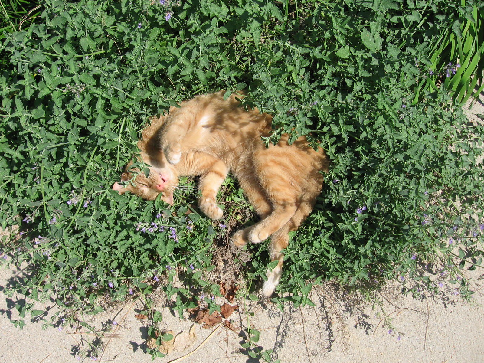 La hierba de los gatos es una planta perenne