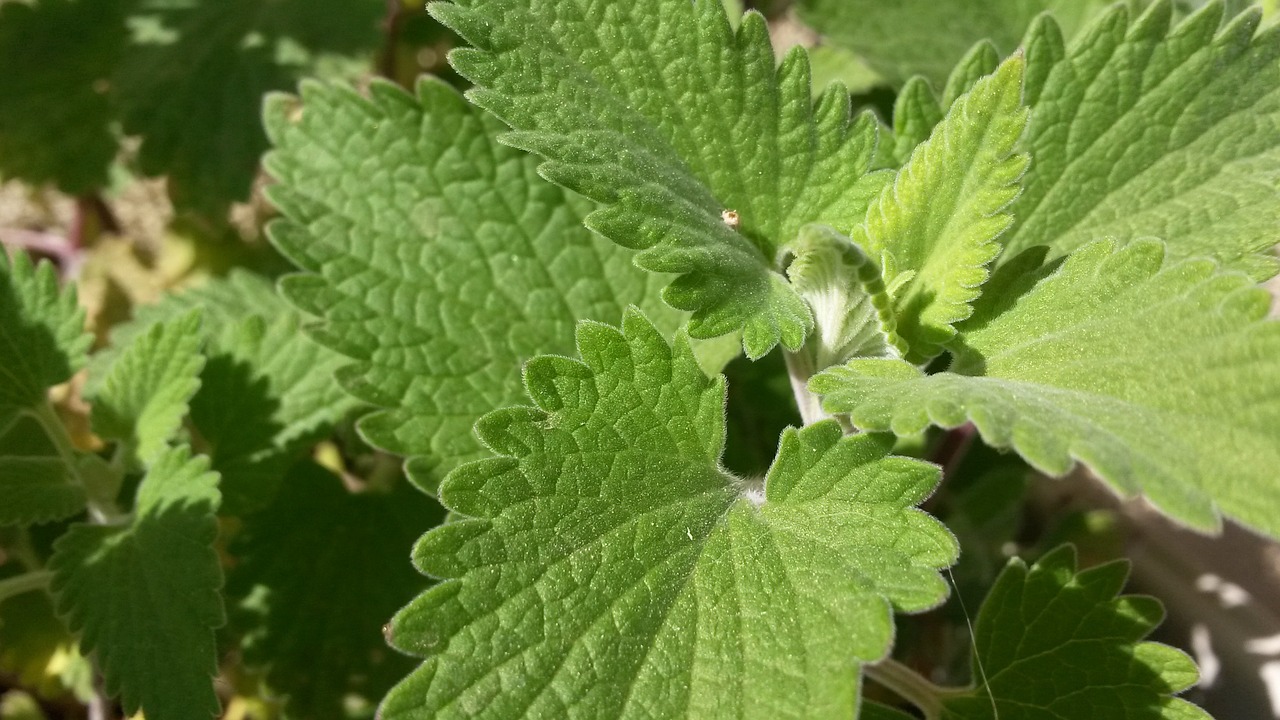 La Nepeta cataria es una hierba