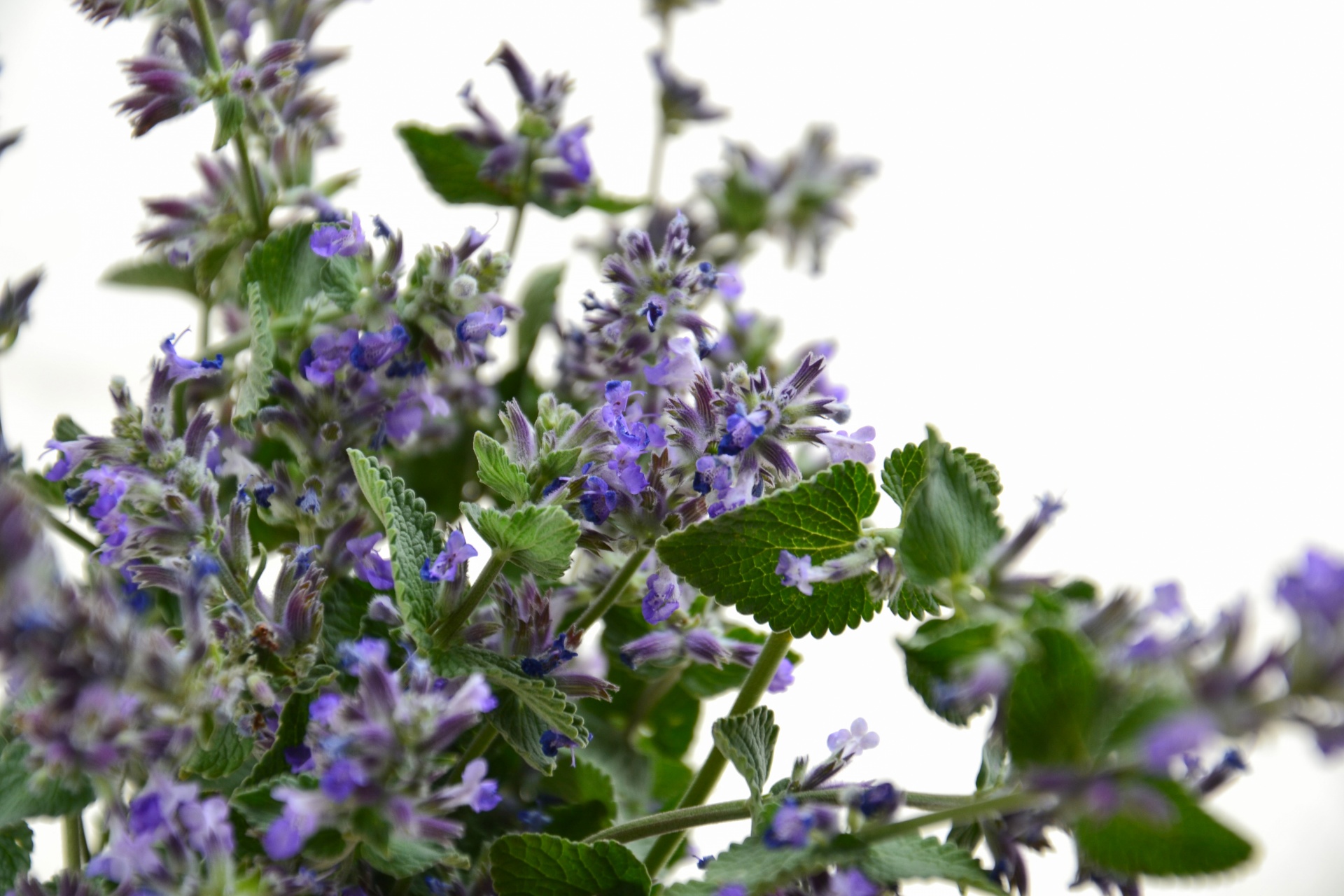 Vista de la Nepeta en flor