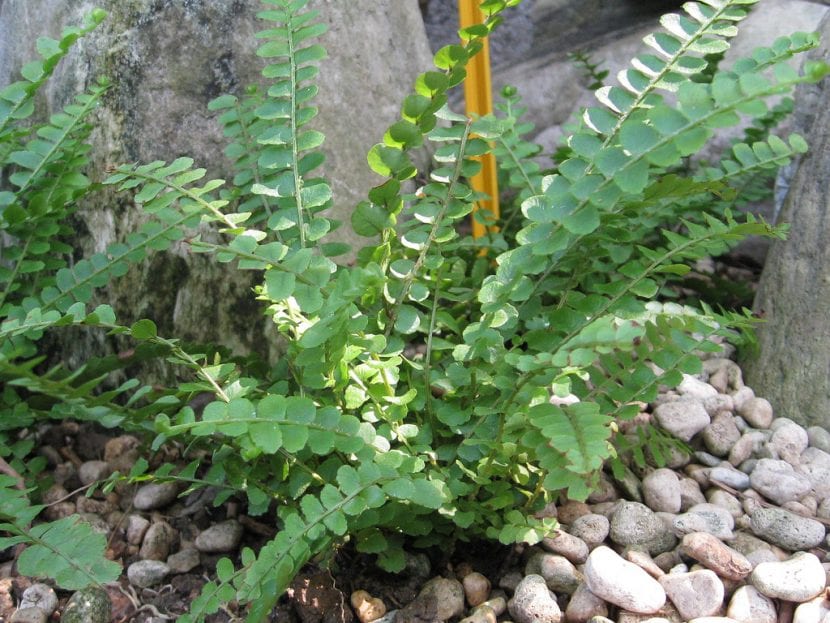 Nephrolepis cordifolia 'duffii'