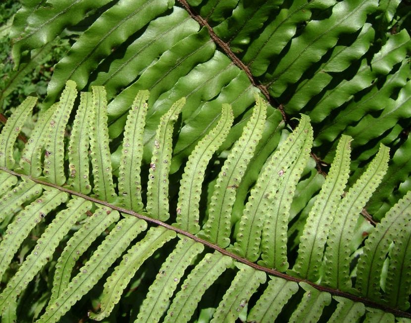 Nephrolepis hirsutula