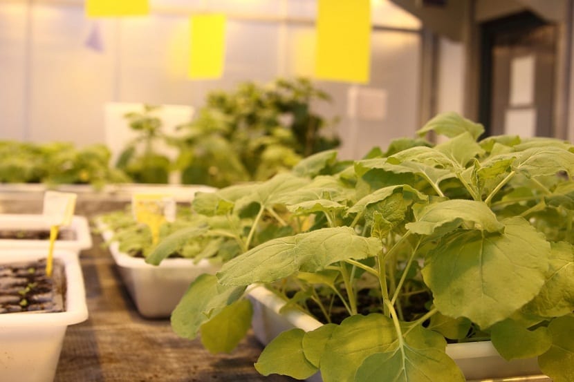 Plantas de Nicotiana