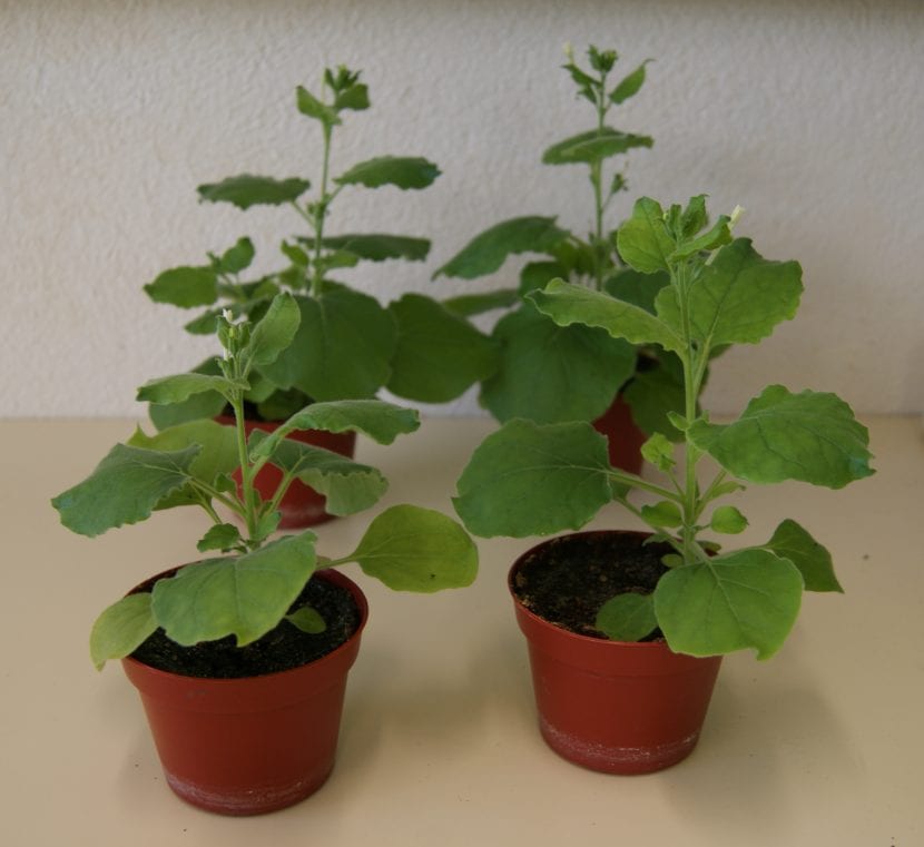 Vista de la Nicotiana benthamiana