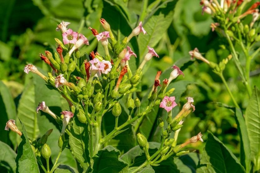 La Nicotiana es una planta