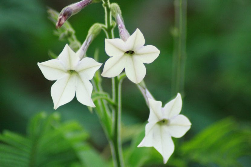 Vista de la Nicotiana alata