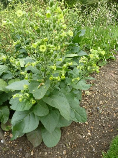 Vista de la Nicotiana rustica