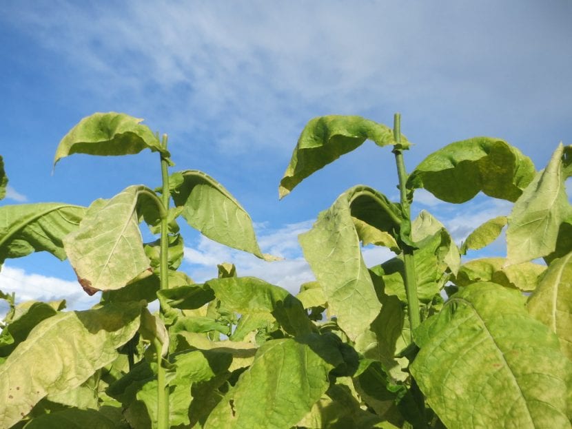 Plantación de tabaco