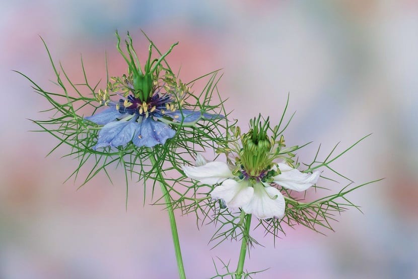 dos flores con pétalos de color banco y azul