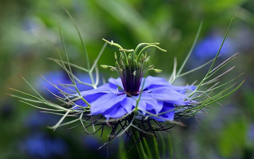 flor de color azul vista de cerca