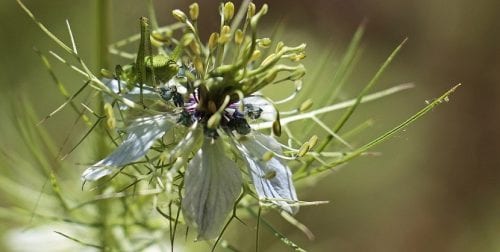 Cápsula seca de Nigella damascena con los estilos persistentes