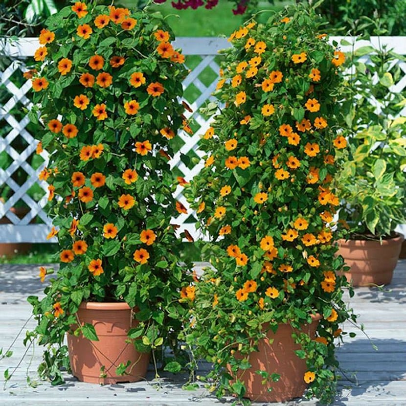 Ojos de poeta: siembra y cuidados de Thunbergia alata