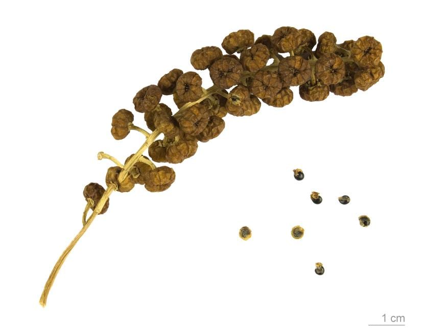 Frutos y semillas del ombú