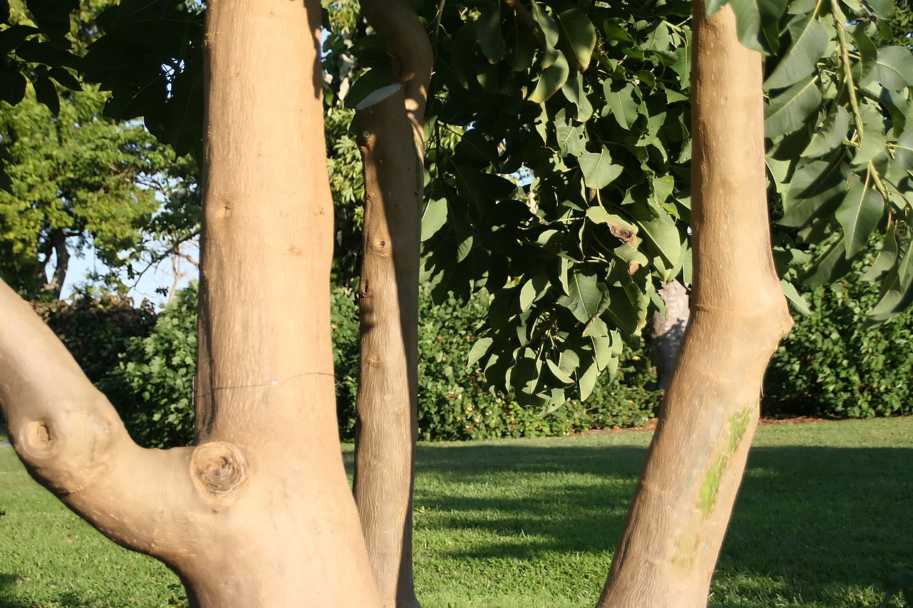 El tronco del ombú es liso