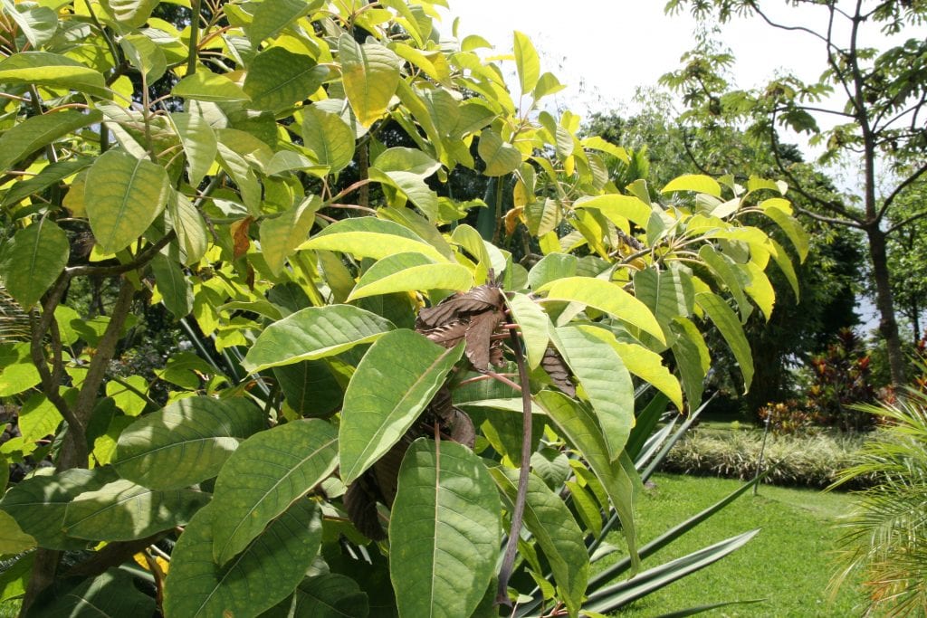 Phytolacca dioica es el nombre científico del ombú