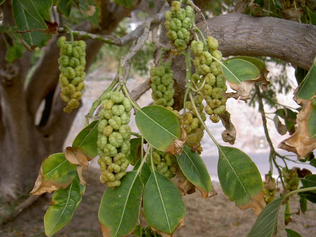 Los frutos del ombú son pequeños