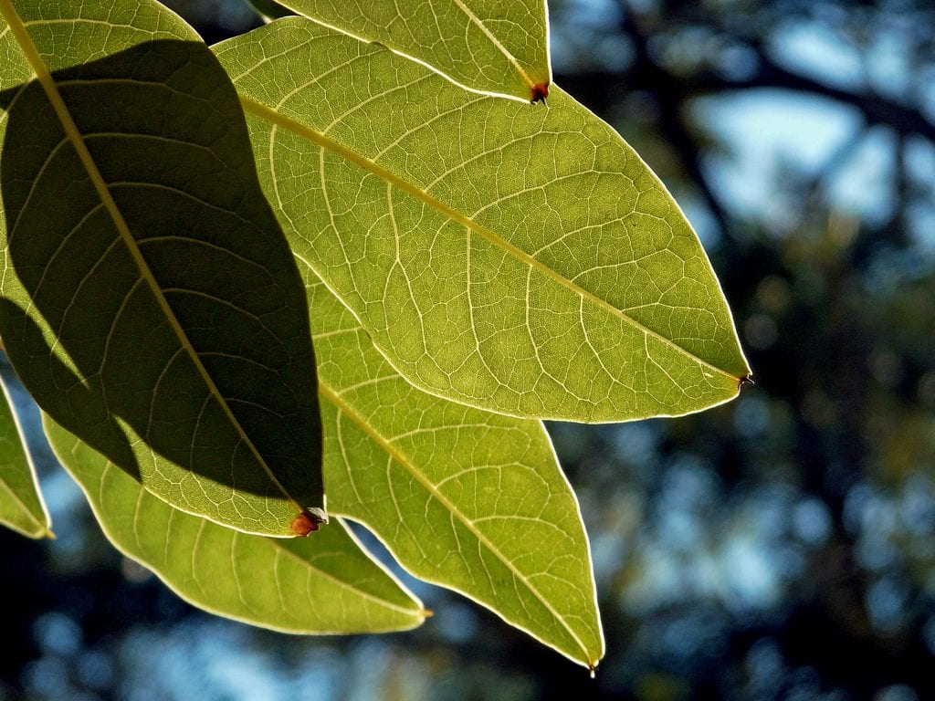 Las hojas del ombú son perennes