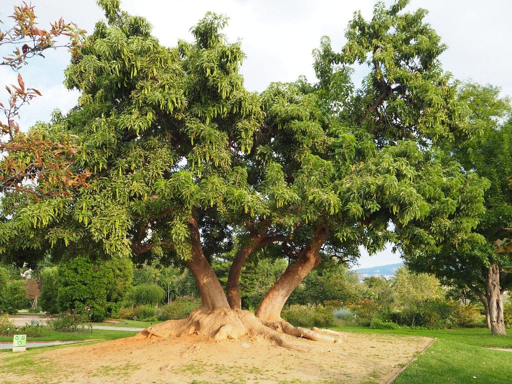 El ombú es un árbol muy grande