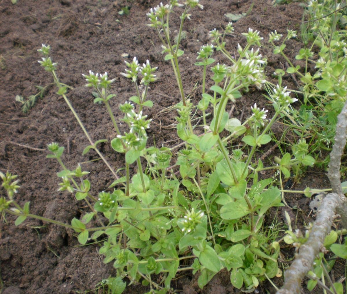 arbusto y planta tapizante