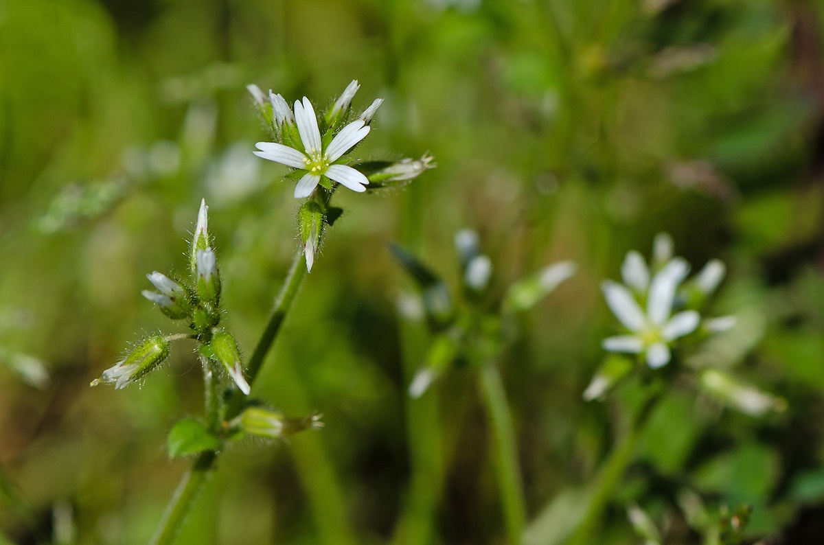 cerastium tomentosum de cerca