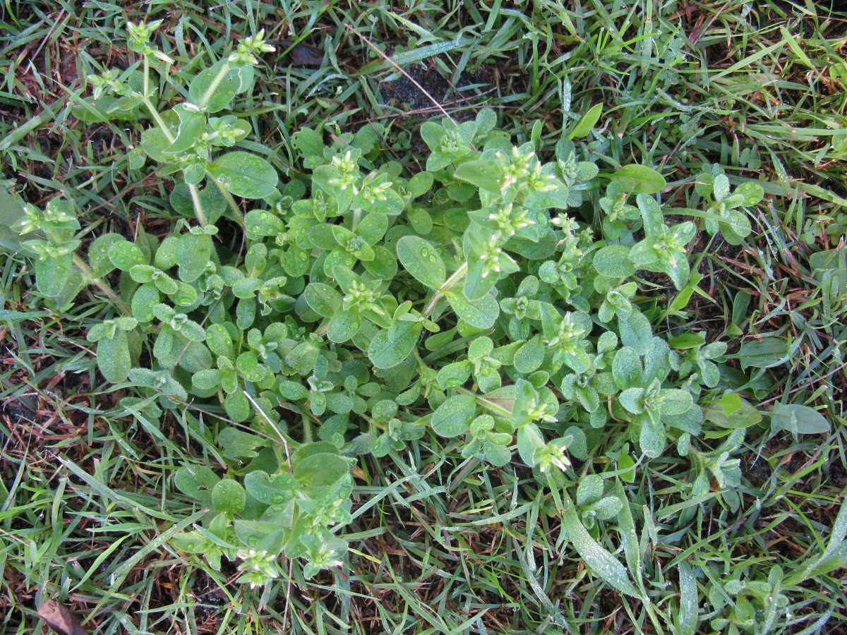 planta tapizante para jardines