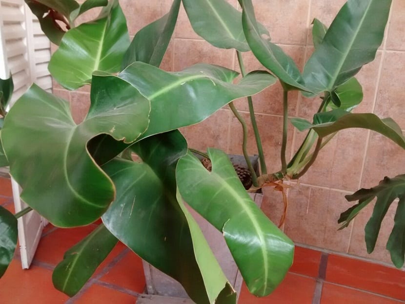 planta con hojas grandes en maceta
