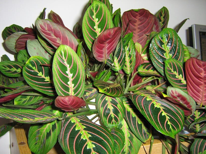 Origen de la Maranta Tricolor
