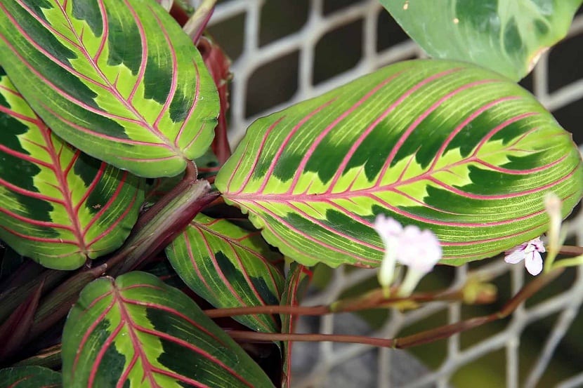 on originaras  de las selvas tropicales de América del sur, concretamente  del  Brasil.