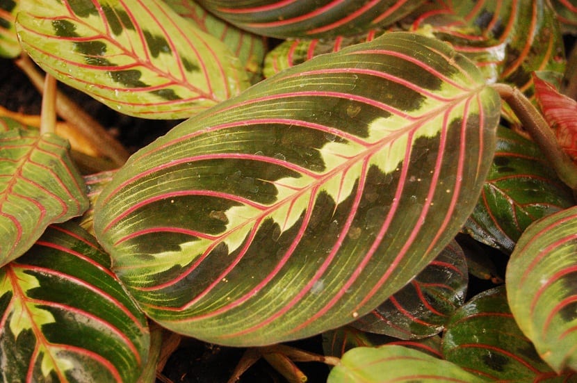 Caracteristicas de la Maranta Tricolor