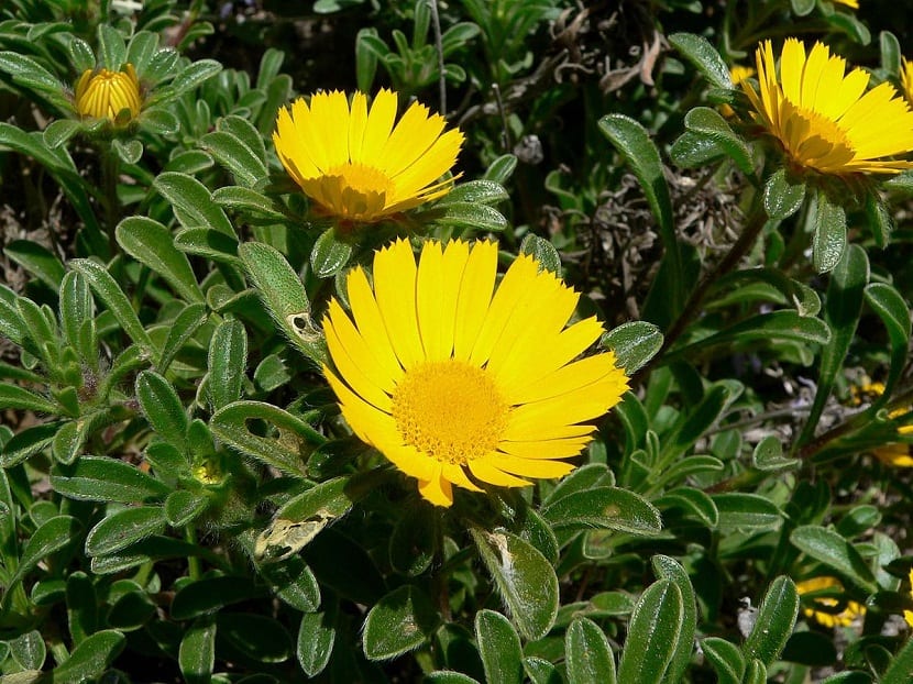 Esta es una planta de aproximadamente unos 2-25 cm de altura