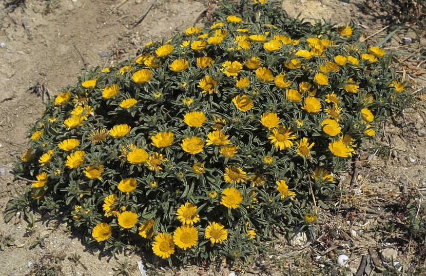 Origen de la planta Asteriscus maritimus