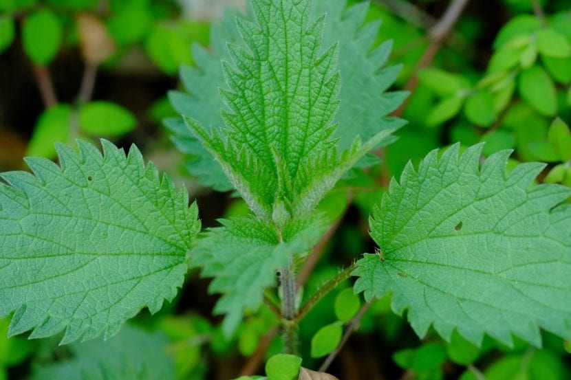 La ortiga es una planta muy útil