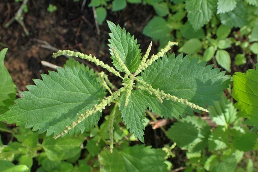 Vista de la Urtica membranacea