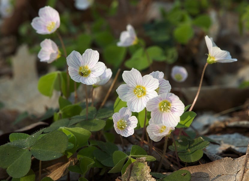 pequeñas florecillas de color blanco que sobresalen de un arbusto
