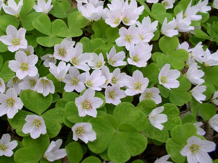 pequeñas flores de color blanco que se encuentra rodeadas de hojas verdes y en forma de trebol